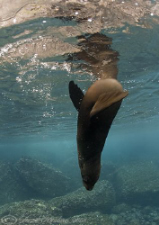 Sealion. Darwin island. Galapagos. D200, 10.5mm. by Derek Haslam 